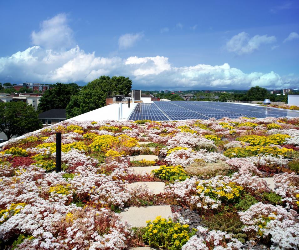 Green roof with blooming plants and photovoltaic panels